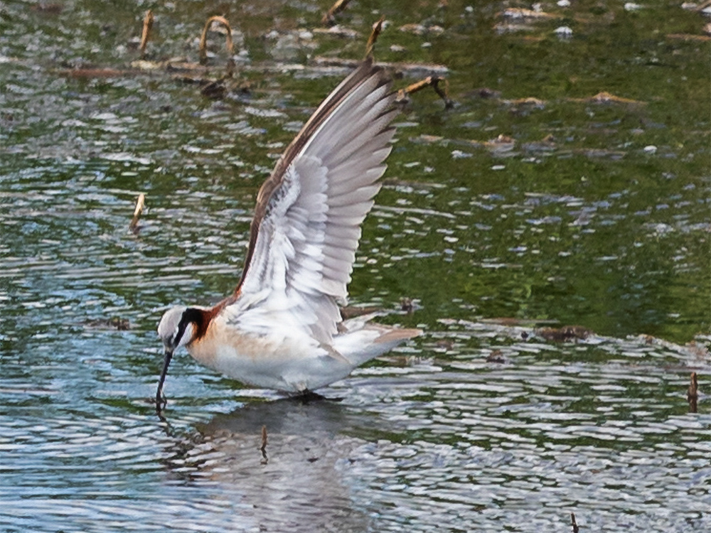 Phalarope-Wilson's