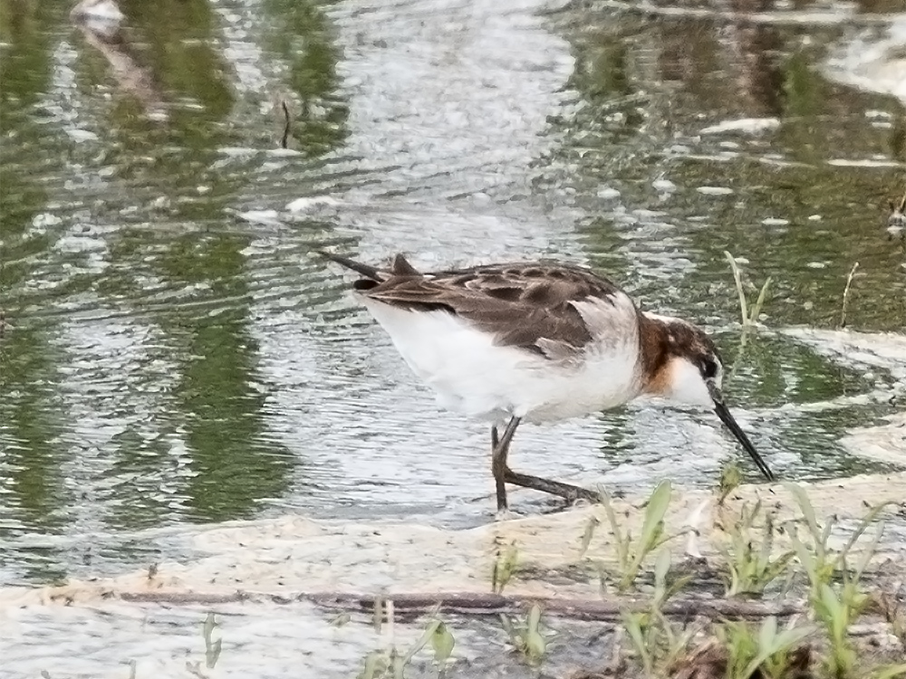 Phalarope-Wilson's