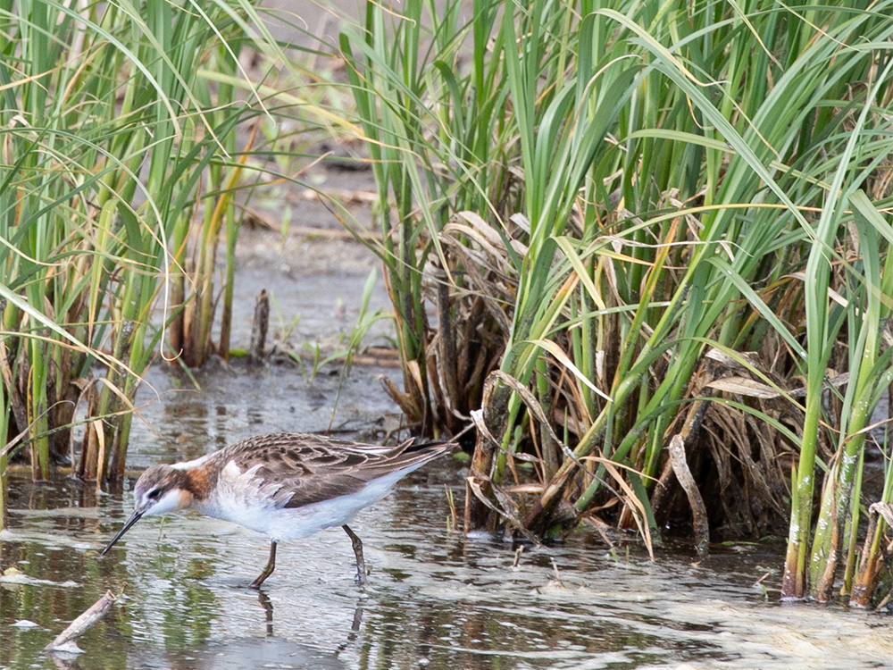 Phalarope-Wilson's