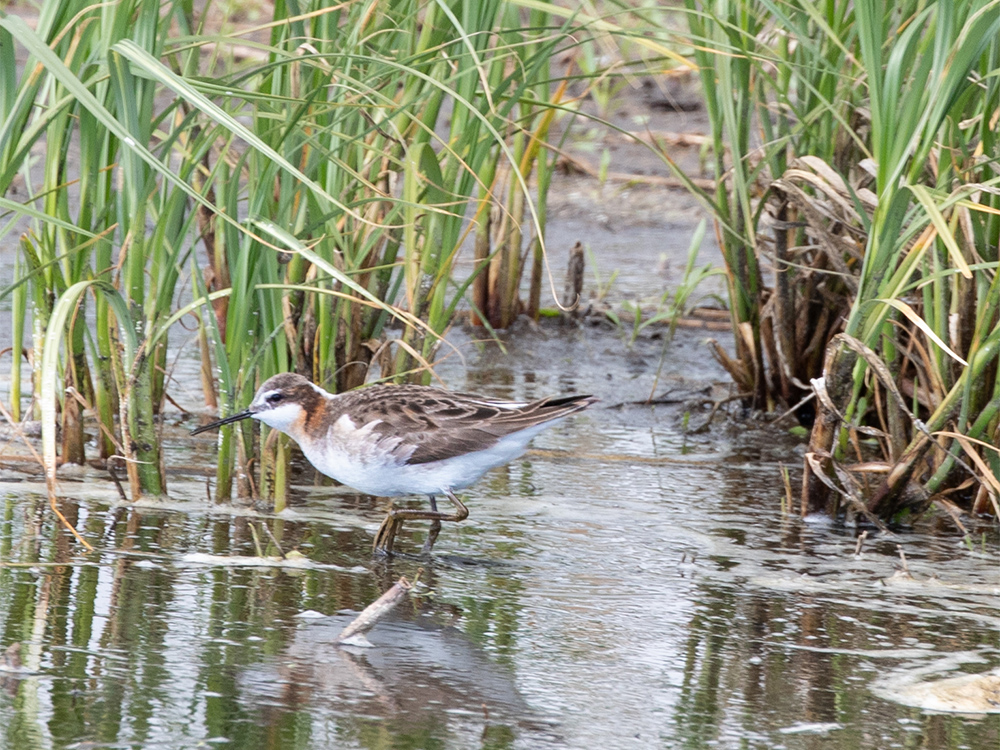 Phalarope-Wilson's