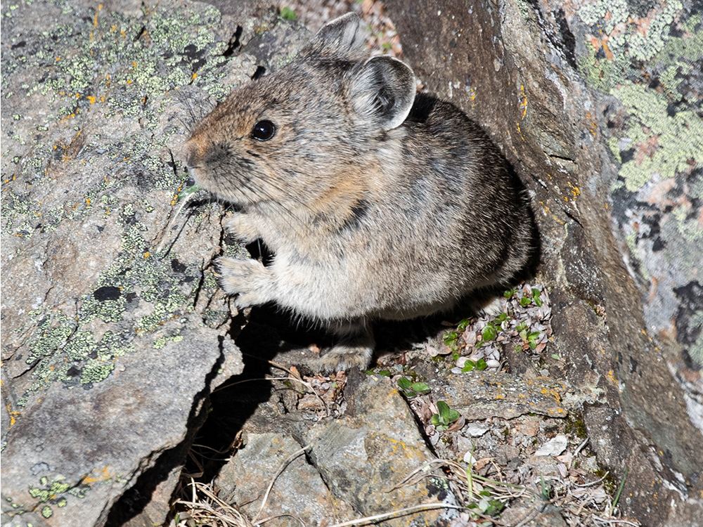 Pika