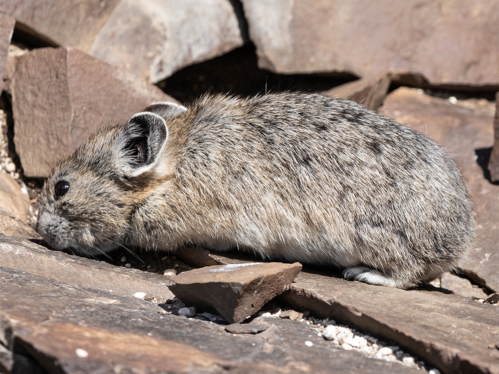 Pika