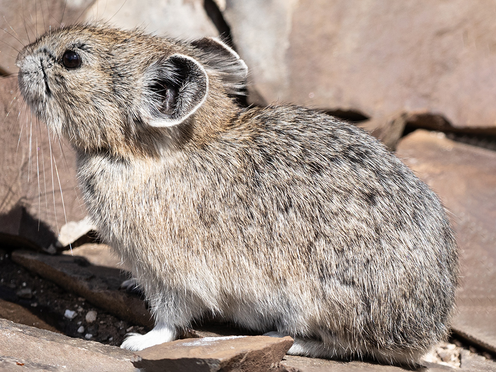 Pika
