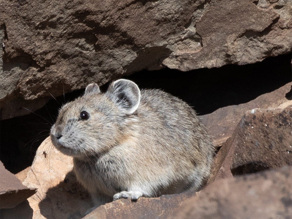 Pika