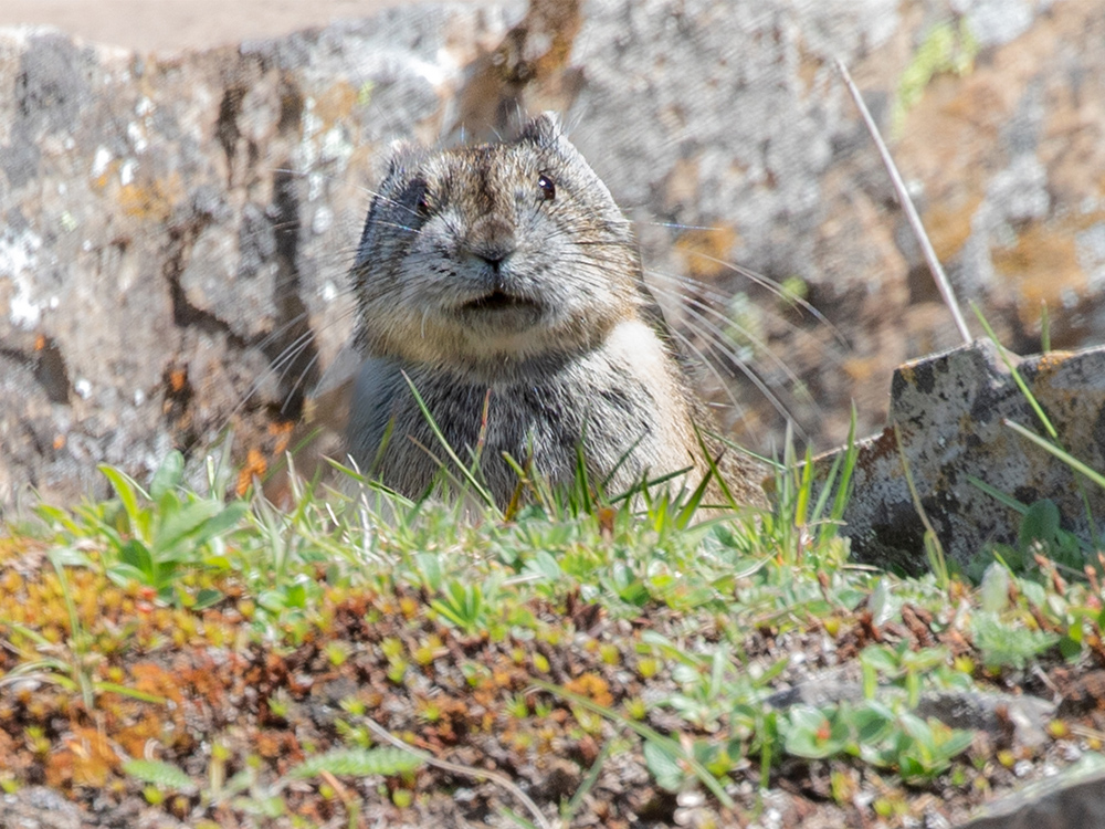 Pika