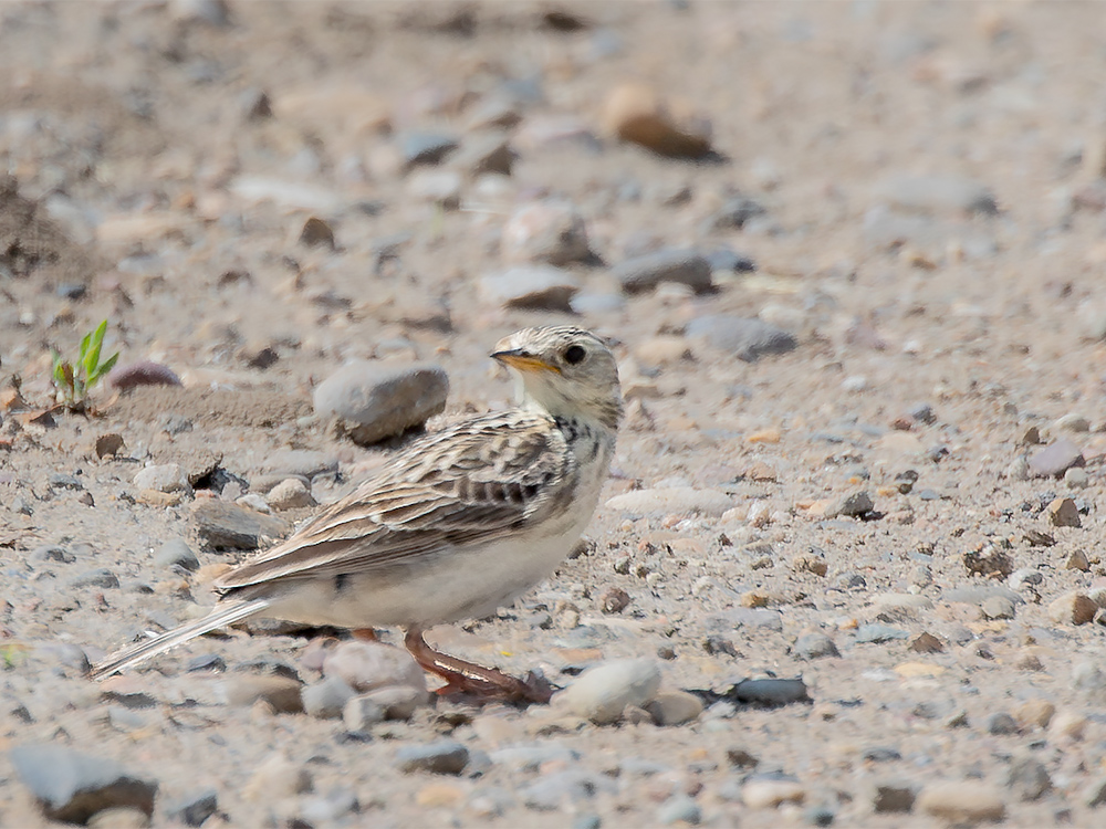 Pipit-Sprague's