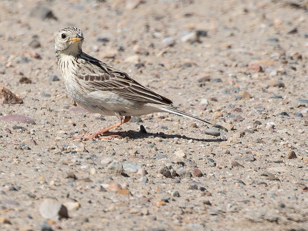Pipit-Sprague's