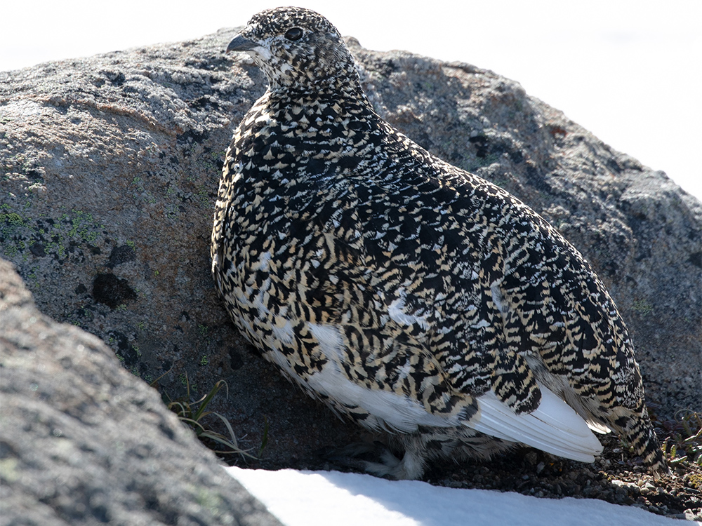  Ptarmigan-White-Tailed