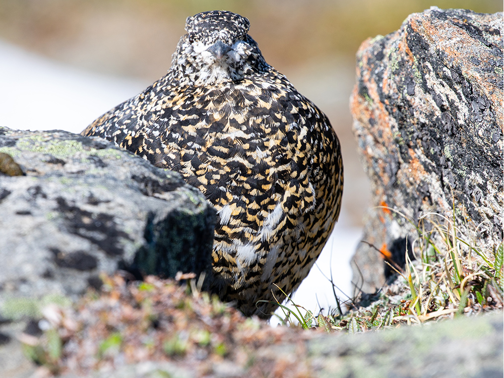  Ptarmigan-White-Tailed