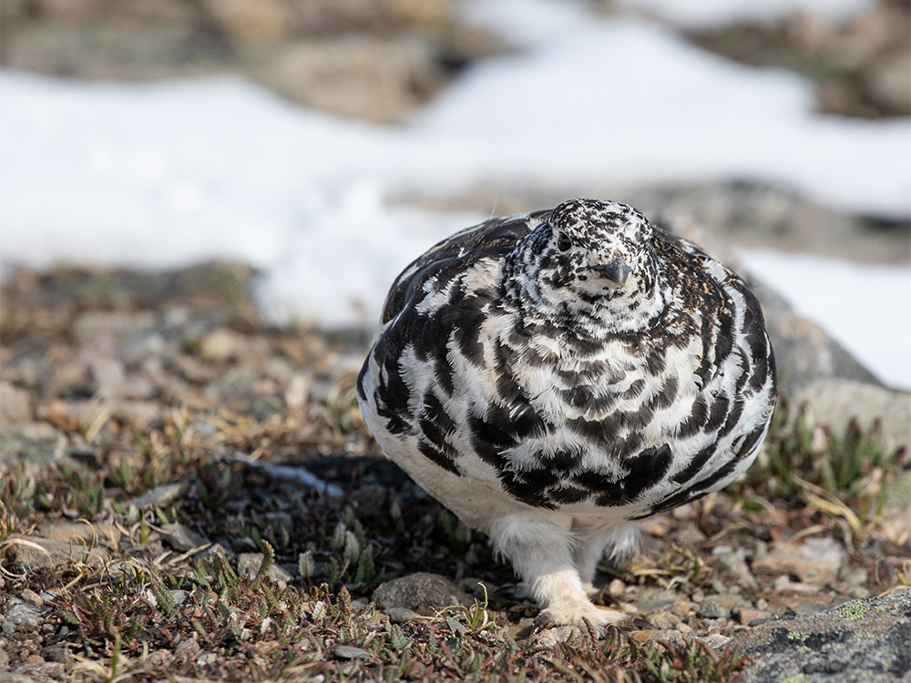  Ptarmigan-White-Tailed