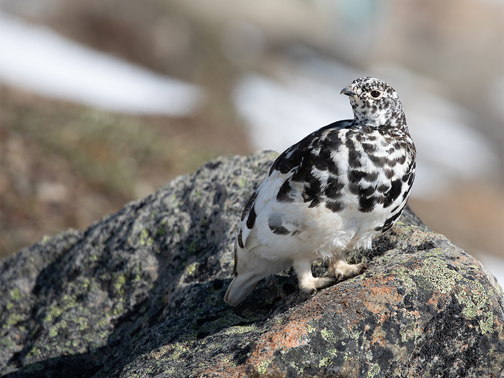  Ptarmigan-White-Tailed