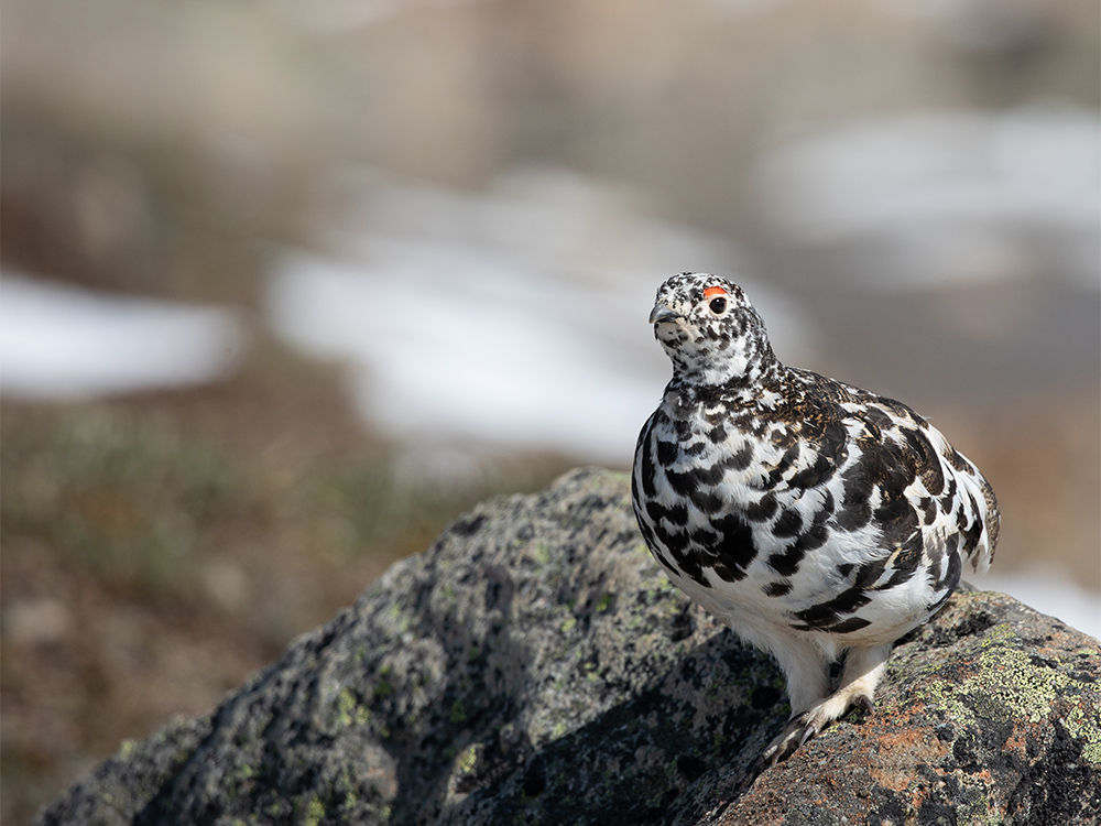  Ptarmigan-White-Tailed