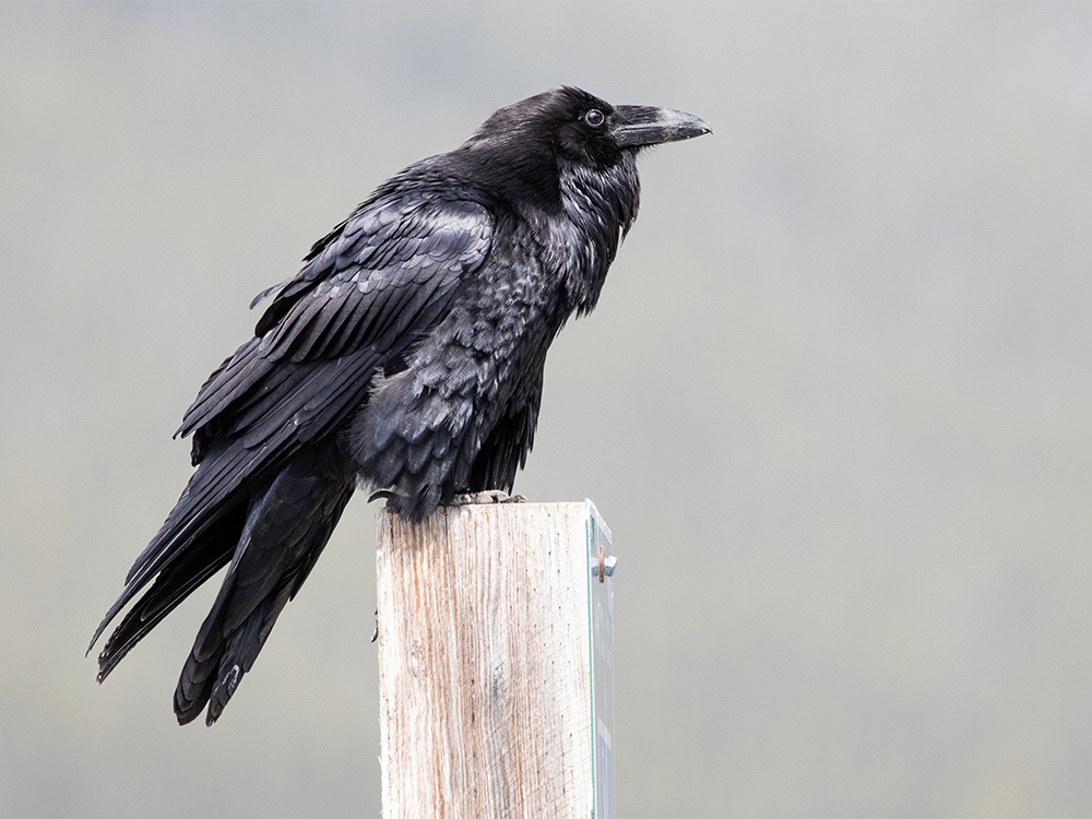  Raven