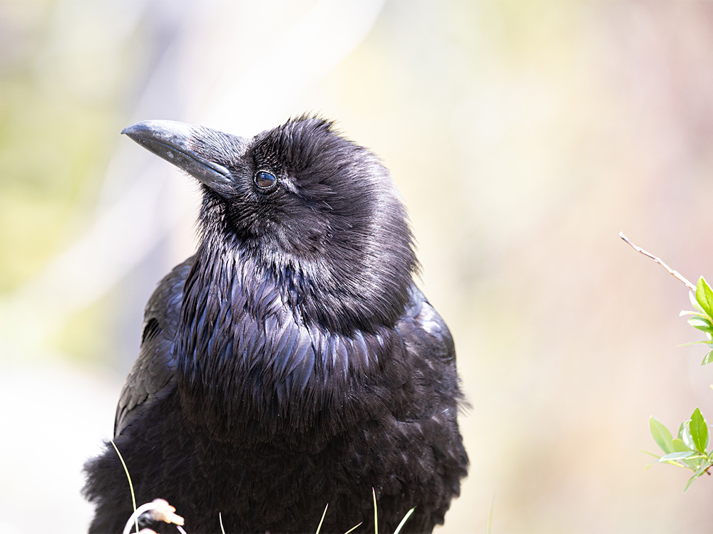  Raven