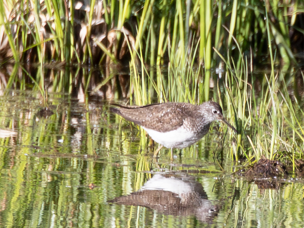 Sandpiper-Solitary