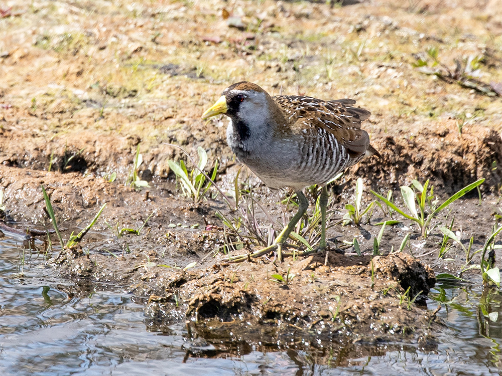  Sora