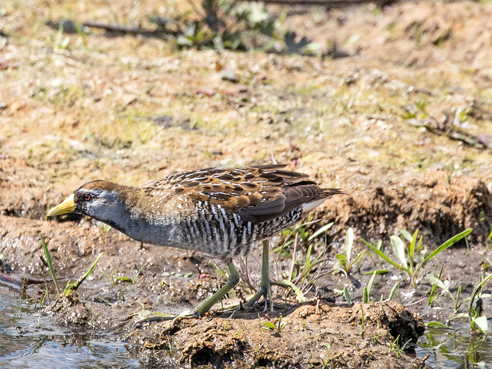  Sora