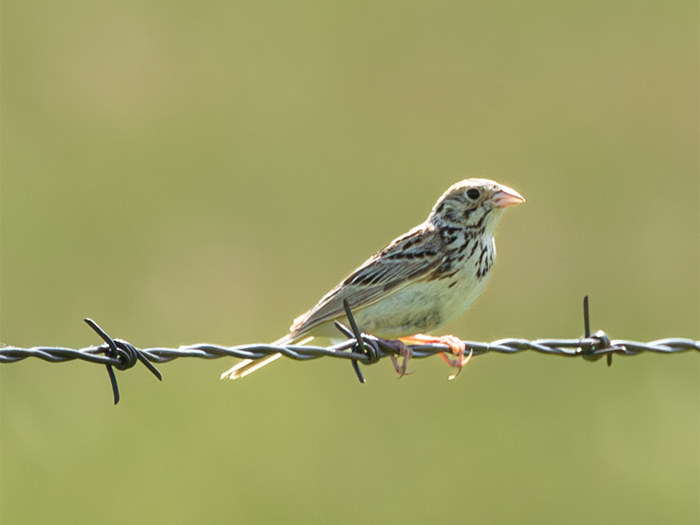  Sparrow-Baird's