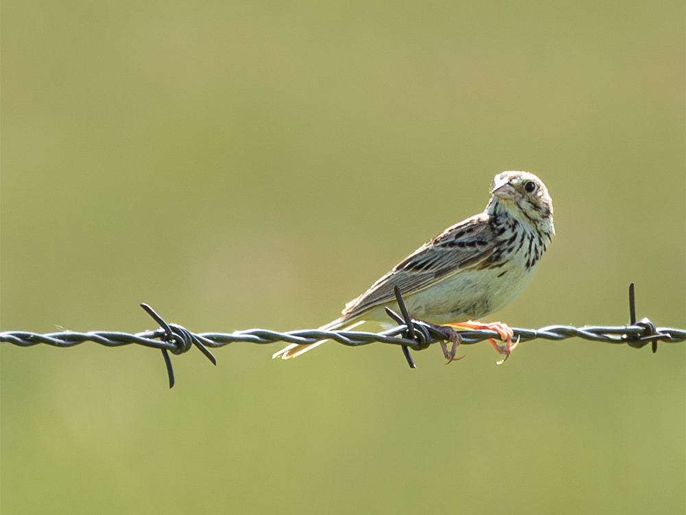  Sparrow-Baird's