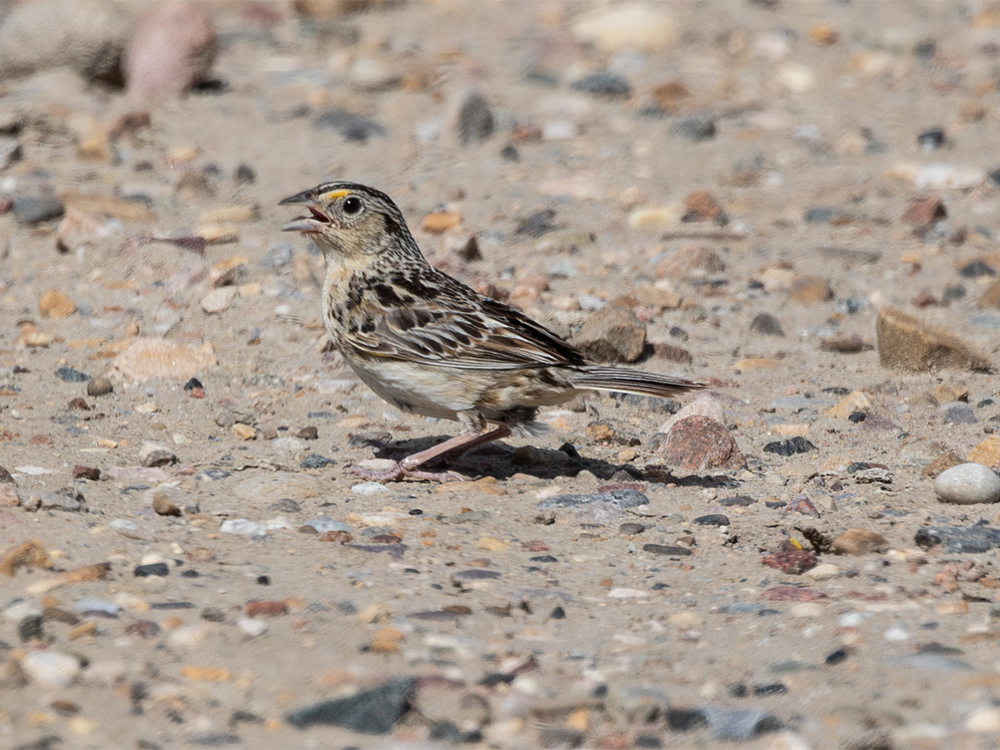  Sparrow-Grasshopper