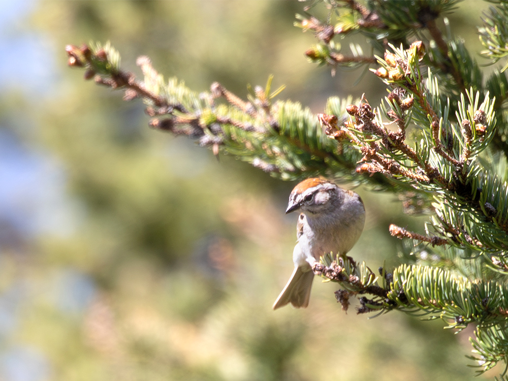  Sparrow-Lark