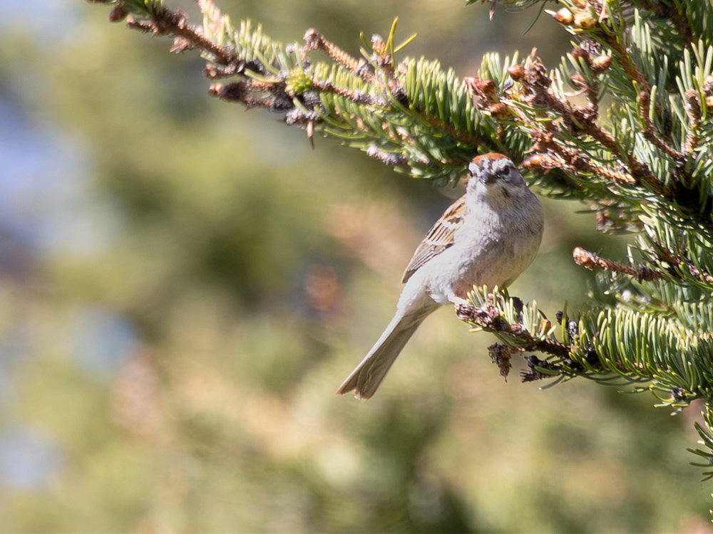   Sparrow-Lark