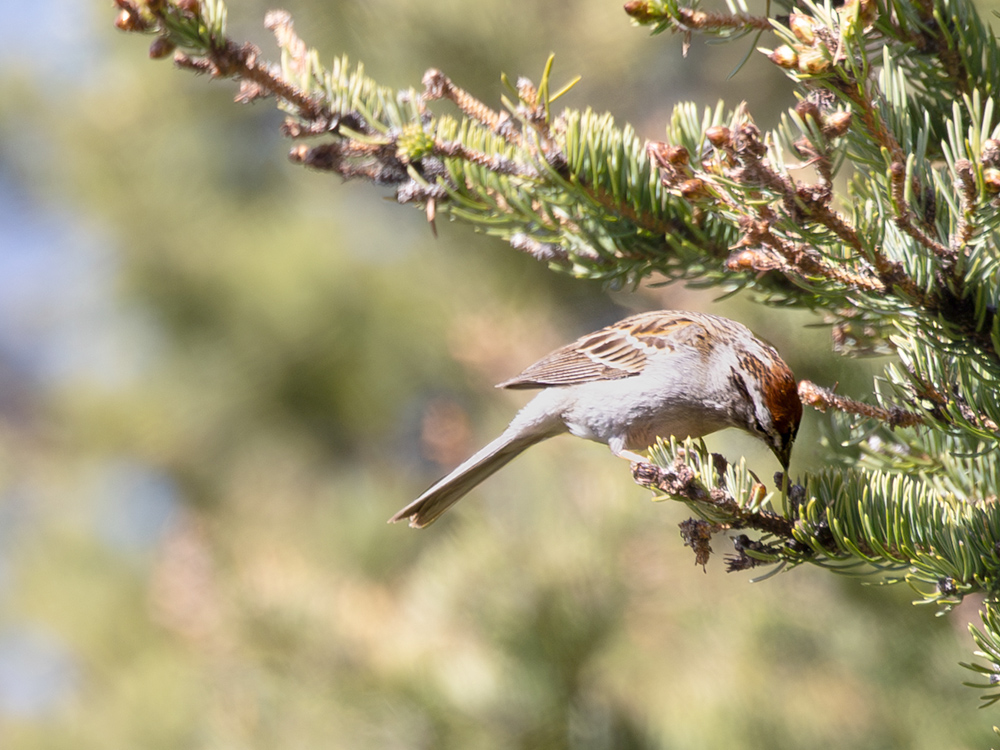   Sparrow-Lark