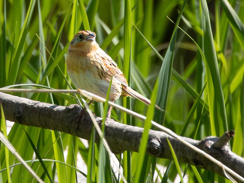  Sparrow-LeConte's
