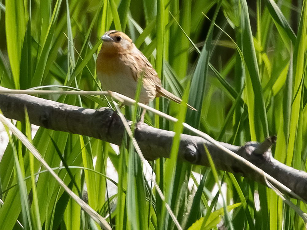 Sparrow-LeConte's