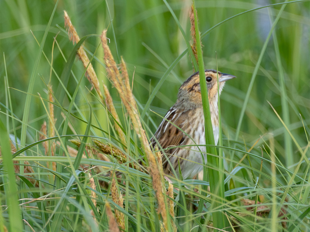  Sparrow-Swamp