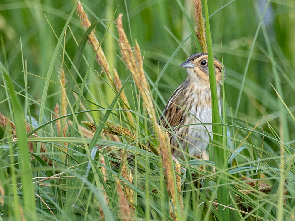 Sparrow-Swamp