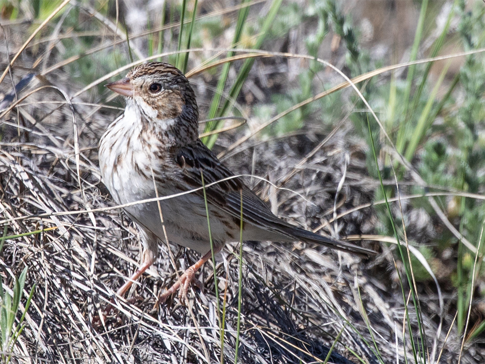  Sparrow-Vesper
