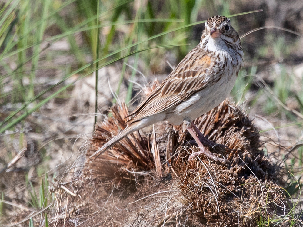 Sparrow-Vesper