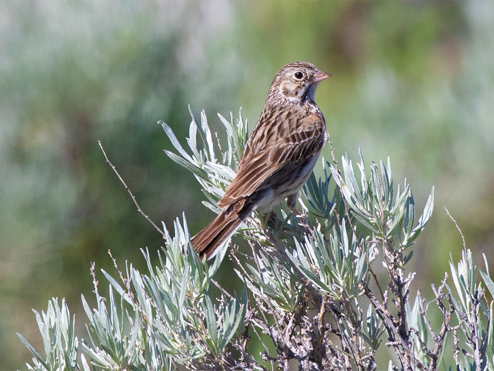 Sparrow-Vesper
