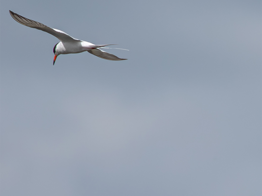 Tern-Foresters