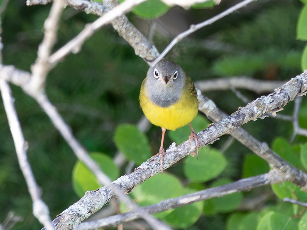 Warbler-Conneticut