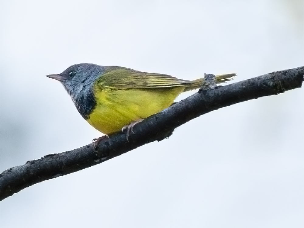  Warbler-Mourning