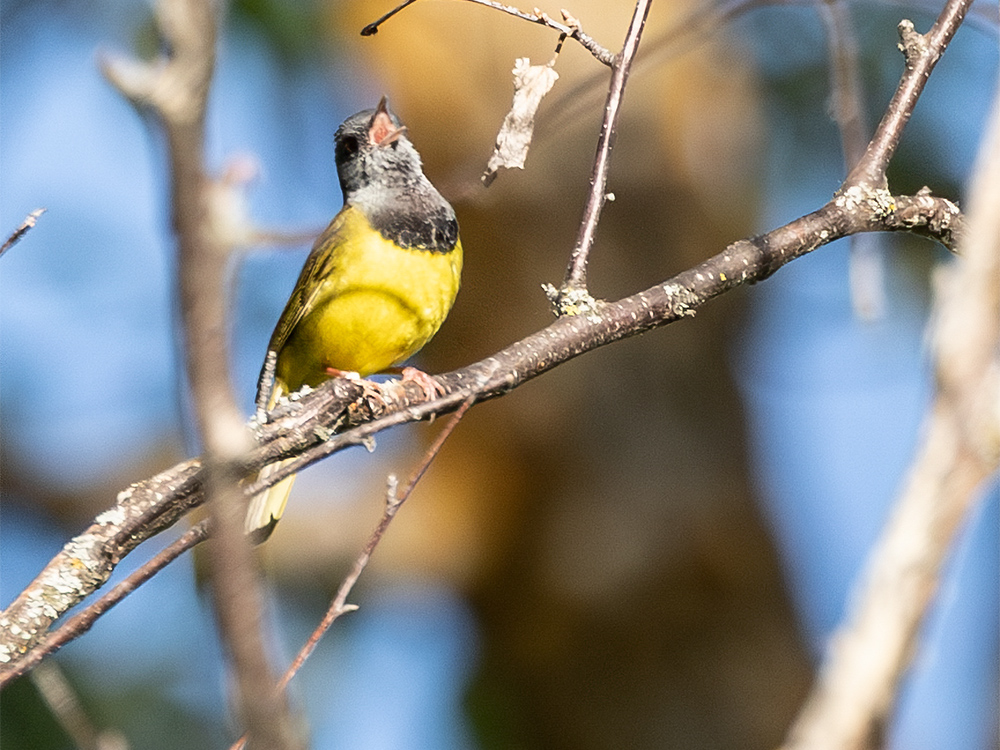 Warbler-Mourning
