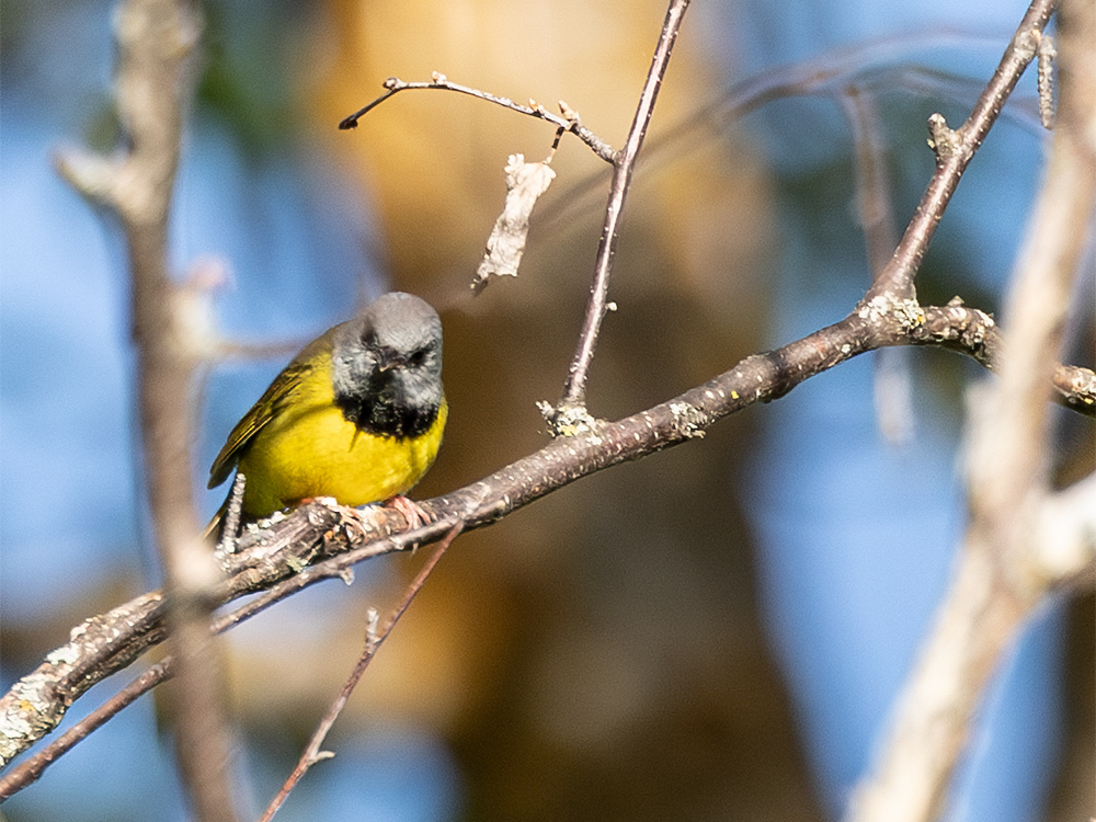 Warbler-Mourning