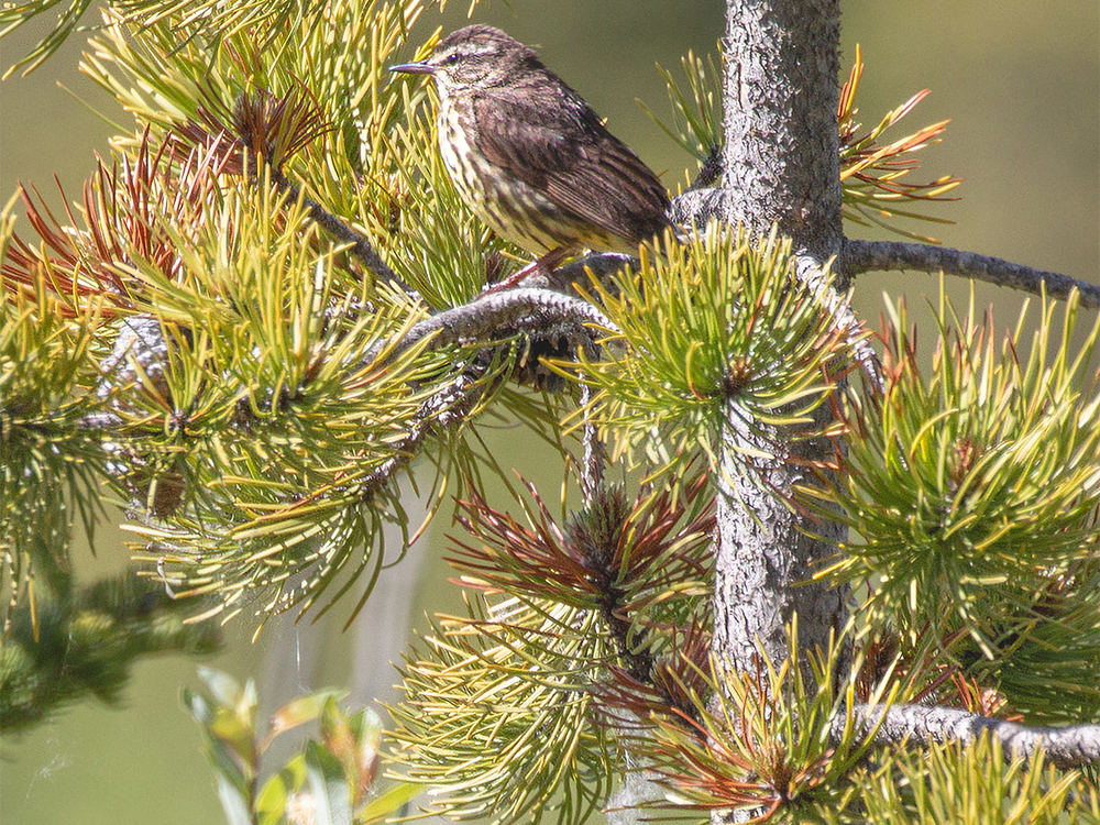 Water-Thrush-Northern