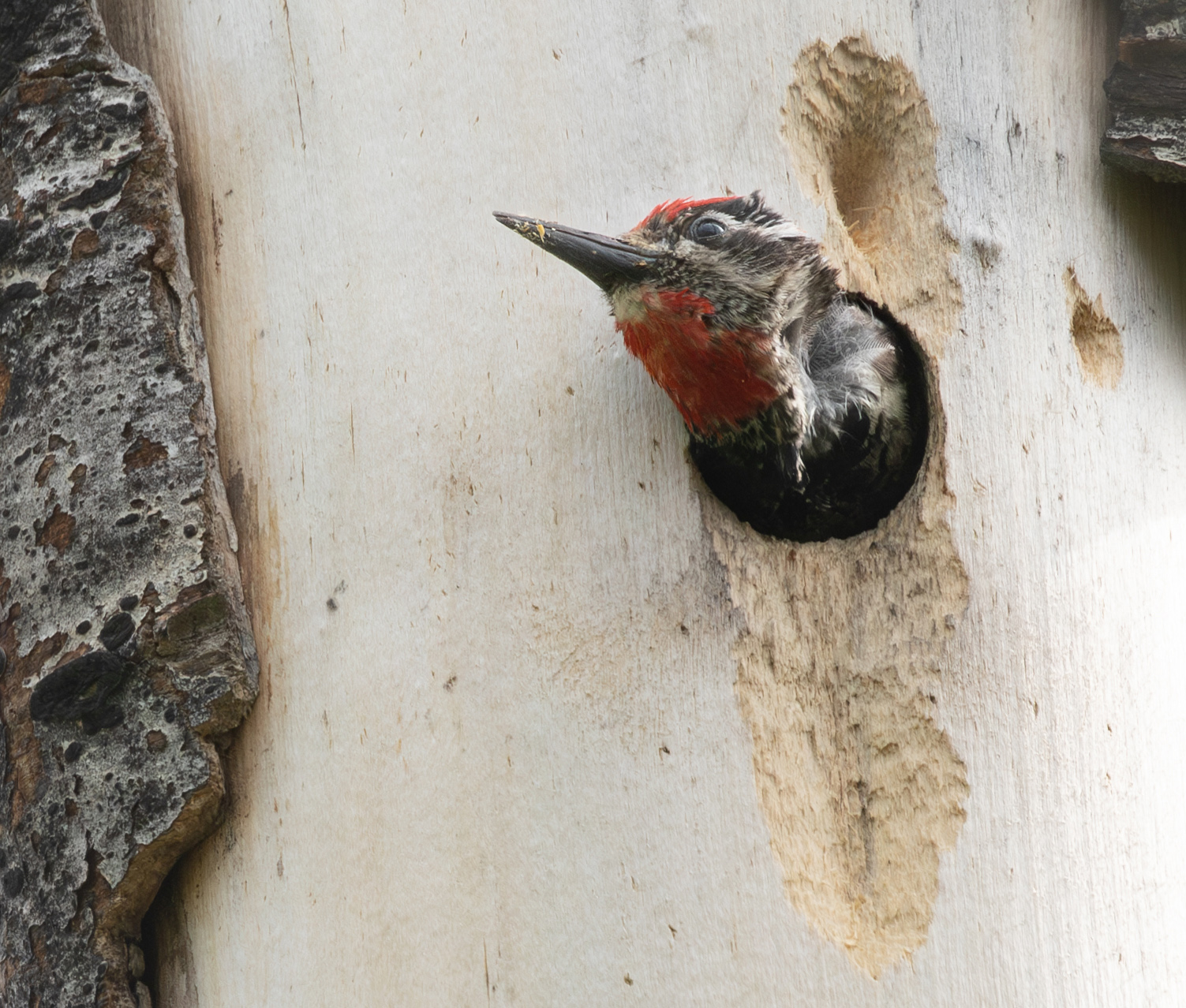 Woodpecker-Sapsucker-Red-Naped
