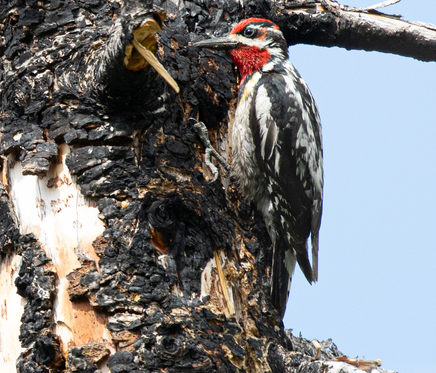 Woodpecker-Sapsucker-Red-Naped