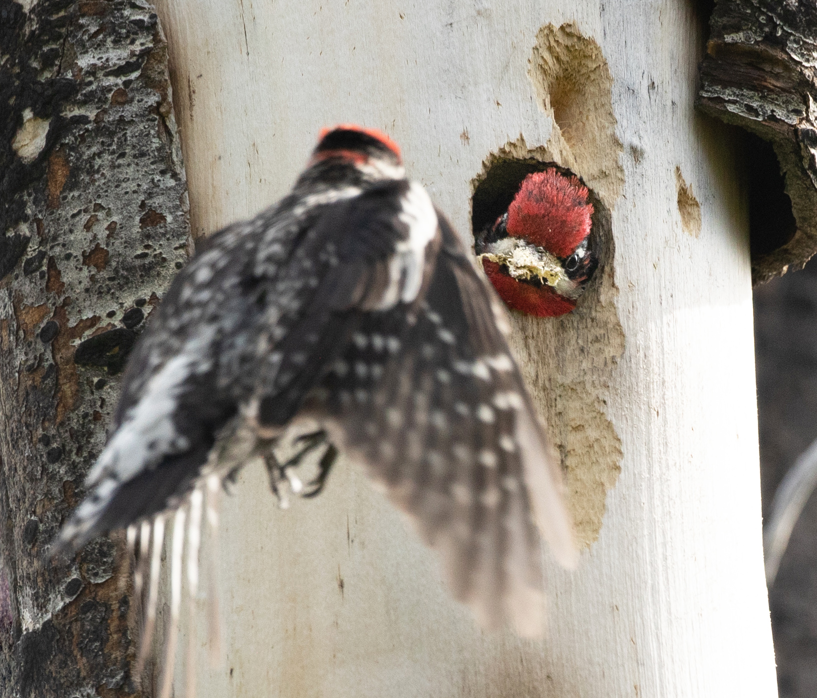 Woodpecker-Sapsucker-Red-Naped