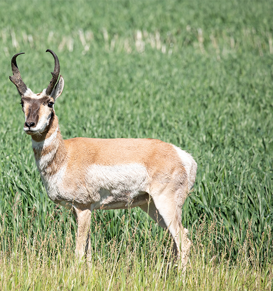  Antelope-Pronghorn