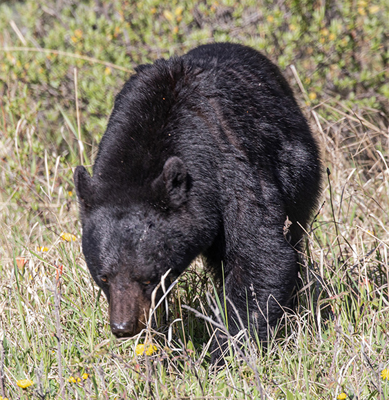 Bear-Black, Alberta, Canada