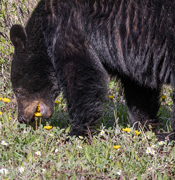  Bear-Black, Alberta, Canada