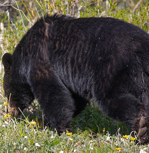 Bear-Black, Alberta, Canadaa