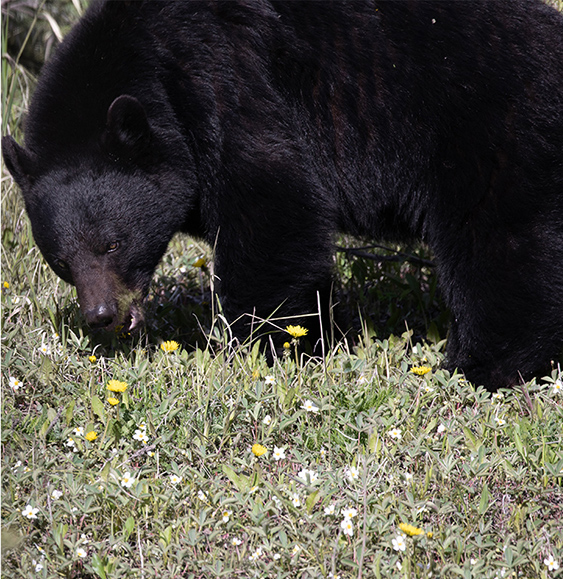 Bear-Black, Alberta, Canada