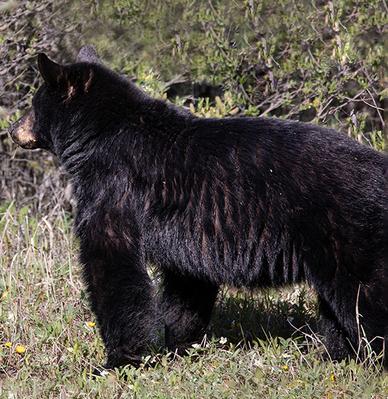 Bear-Black, Alberta, Canada