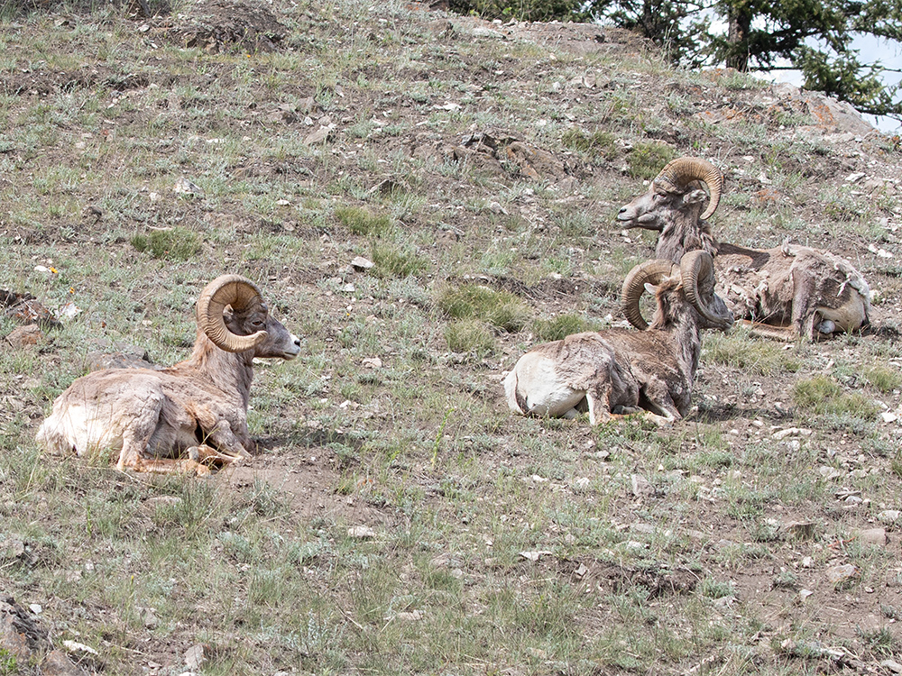 Bighorn-Sheep, Alberta, Canada